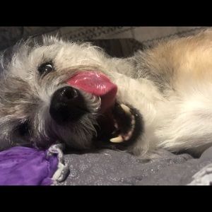 Meet your Posher, Sam